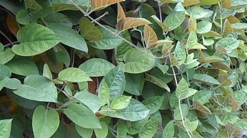Loại rau ít "ngậm" thuốc trừ sâu nhất chợ, đầu bảng ở quê mọc um tùm bờ rào- Ảnh 3.