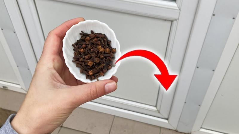 Chuột rất sợ 1 loại gia vị trong bếp: Để quanh nhà, chuột chẳng dám bén mảng- Ảnh 3.