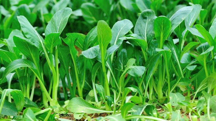 5 thực phẩm người có u tuyến giáp không nên ăn dù thèm đến mấy- Ảnh 1.
