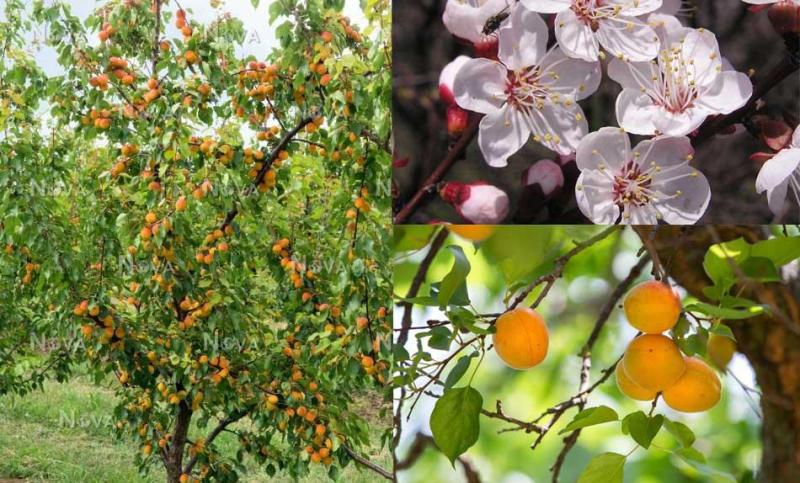 Vị thuốc của mùa Xuân từ loại quả "tốt nhất thế giới", Việt Nam trồng bạt ngàn- Ảnh 2.