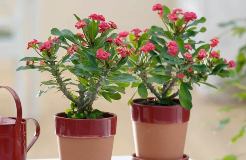 Loại cây là "kẻ thù không đội trời chung" của rắn và chuột: Trồng 1 cây có được đến 3 lợi ích- Ảnh 3.