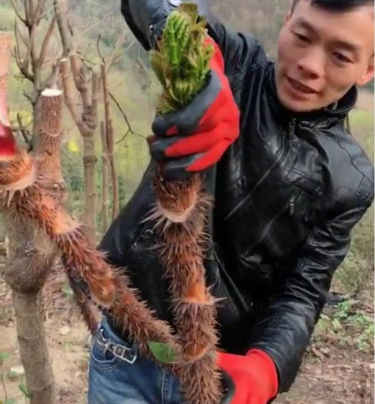Việt Nam có loại rau mọc dại, nhưng ở Trung Quốc lại là "cao lương mỹ vị số 1": Bổ ngang nhân sâm, bán đắt hơn cả thịt- Ảnh 3.
