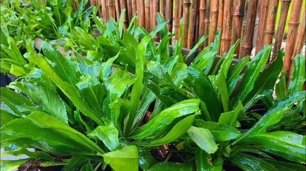Rau rẻ bèo “quét sạch mỡ máu”, từ lá đến rễ đều là thuốc quý- Ảnh 1.