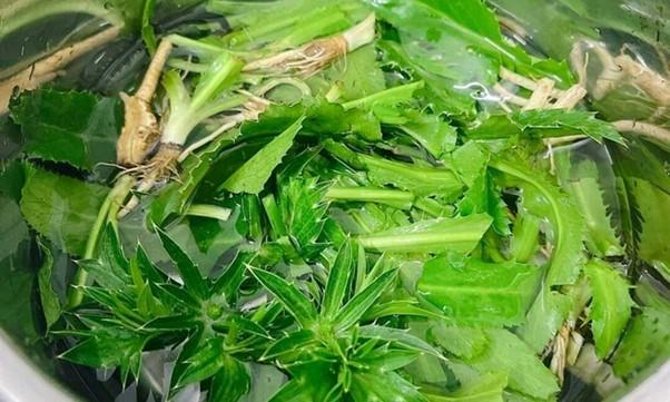 Rau rẻ bèo “quét sạch mỡ máu”, từ lá đến rễ đều là thuốc quý- Ảnh 2.