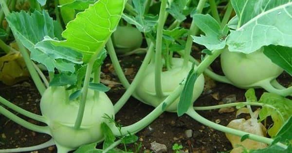 Loại củ là "thần dược" bổ thận, giúp lọc máu, giá rẻ đến bất ngờ- Ảnh 1.