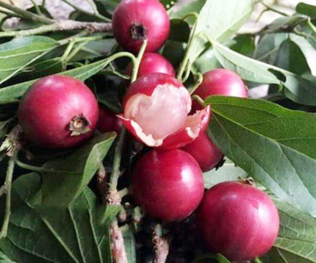 Ký ức tuổi thơ qua loại quả mang hương vị đặc trưng, đỏ au nhìn siêu hấp dẫn- Ảnh 1.