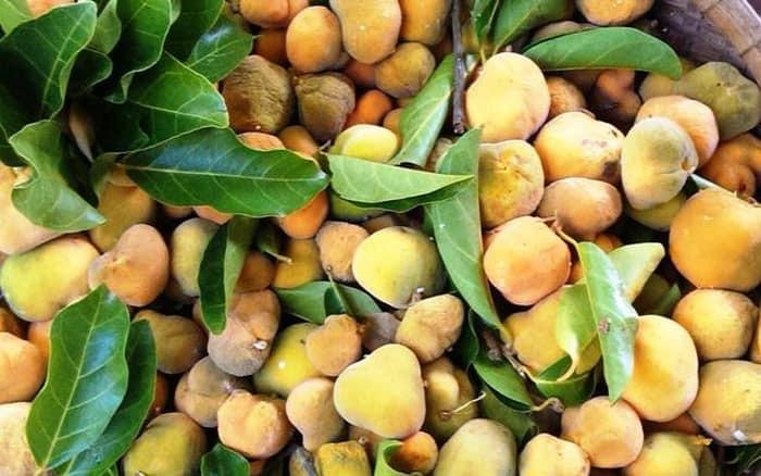 Thứ quà quê có vị chua chua, ruột hồng bắt mắt được nhiều người săn lùng- Ảnh 2.
