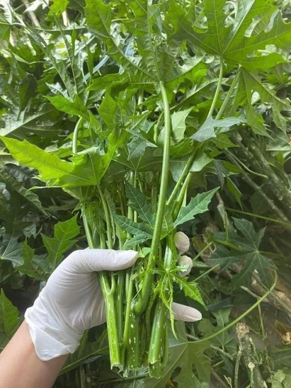 Việt Nam có loại rau cực bổ dưỡng, được giới khoa học khen ngợi hết lời: Tiếc là ít người biết để ăn- Ảnh 1.
