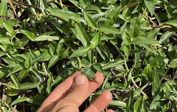 Loại rau mọc đầy ruộng giúp hạ sốt, lợi tiểu, hỗ trợ viêm nhiễm- Ảnh 1.