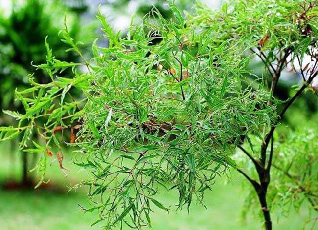 Đừng chỉ rán trứng với hành: Rán cùng loại rau “bổ như sâm” này, lợi ích tăng gấp bội- Ảnh 3.