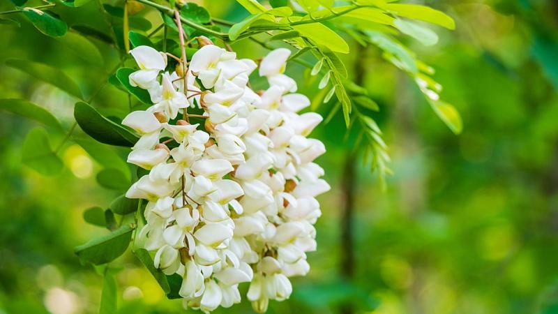 Loại cây tượng trưng cho may mắn và tài lộc, trồng trong nhà còn có được vị thuốc trị "bách bệnh"- Ảnh 1.