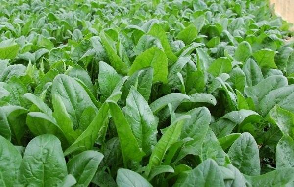 Ngâm rau càng lâu càng sạch? Chuyên gia cảnh báo: Nhiều gia đình đang rửa rau sai cách, vô tình 