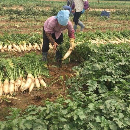 Việt Nam có loại củ được ví như “nhân sâm mùa đông”: Luộc hay kho đều ngon, Đông Y coi là thuốc tự nhiên- Ảnh 3.