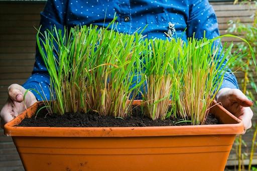 5 loại cây đuổi muỗi, ruồi, gián hiệu quả, lại dễ trồng, không tốn diện tích: Nhà nào cũng nên có ít nhất 1 cây- Ảnh 1.