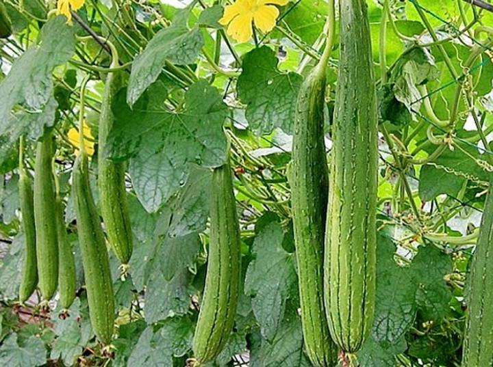 2 món rau của người Việt là 'thuốc chữa đau đầu', ăn vào ngủ ngon đến sáng- Ảnh 1.