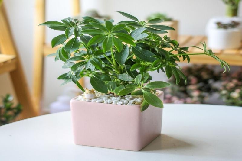 5 loại cây đuổi muỗi, ruồi, gián hiệu quả, lại dễ trồng, không tốn diện tích: Nhà nào cũng nên có ít nhất 1 cây- Ảnh 3.