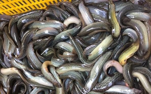 Nhiều người vẫn ăn hằng ngày mà không biết: 4 loại cá dễ nhiễm ký sinh trùng, người bán cá lâu năm cũng không dám ăn- Ảnh 2.