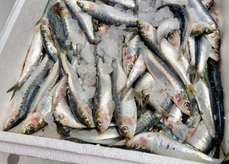 Chuyên gia Mỹ tiết lộ loại cá tốt nhất thế giới, HƠN CÁ HỒI nhưng giá cực rẻ: Việt Nam rất sẵn!- Ảnh 1.