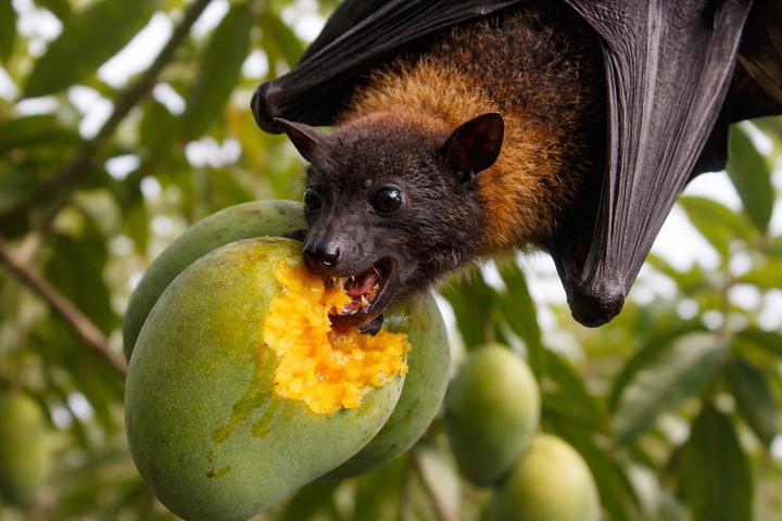 Phòng tránh virus Nipah, khi ăn hoa quả phải nhớ 2 việc quan trọng- Ảnh 1.
