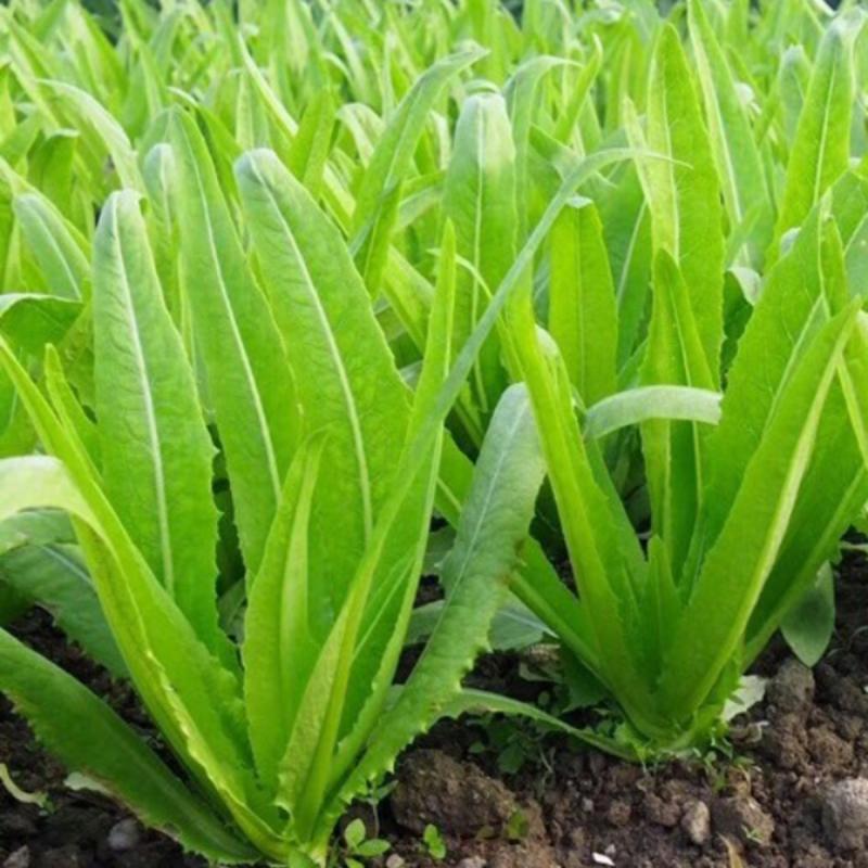 2 loại rau ít "ngậm" thuốc trừ sâu, nhất cái số 1 ngoài chợ rẻ bèo- Ảnh 2.