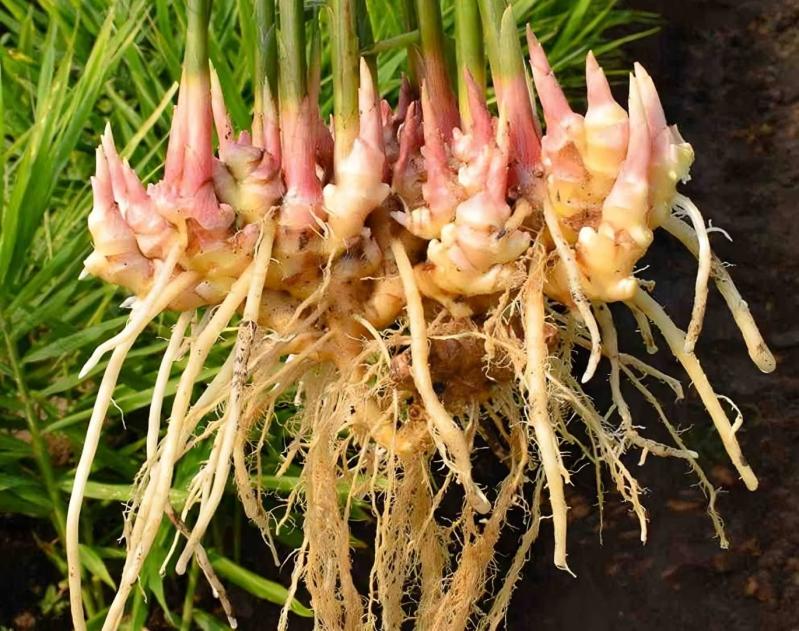 Loại củ được ví như “nhân sâm rau củ”: Giá rẻ, dễ mua tốt cho lá lách và hệ miễn dịch- Ảnh 1.
