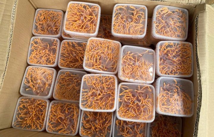 Đông trùng hạ thảo 350.000 đồng/kg: Giá rẻ bất thường, chất lượng khó kiểm soát- Ảnh 2.
