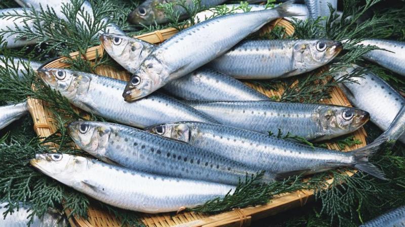 Người sành ăn khi mua cá thường chỉ chọn 5 loại cá biển này: Không thể nuôi nhân tạo, hoàn toàn là cá đánh bắt tự nhiên, 