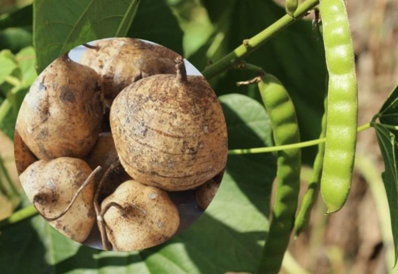 6 người nhập viện sau khi ăn hạt củ đậu: Thứ độc chất nguy hiểm ít ai biết dù đã được WHO cảnh báo- Ảnh 1.