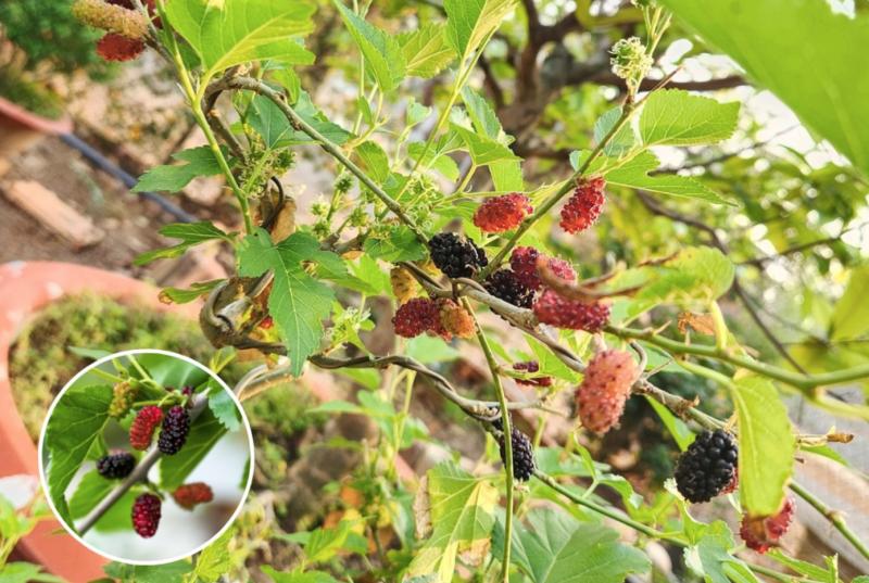 Loại cây quen thuộc, người xưa kiêng kỵ trồng vào Tết và đầu năm- Ảnh 1.