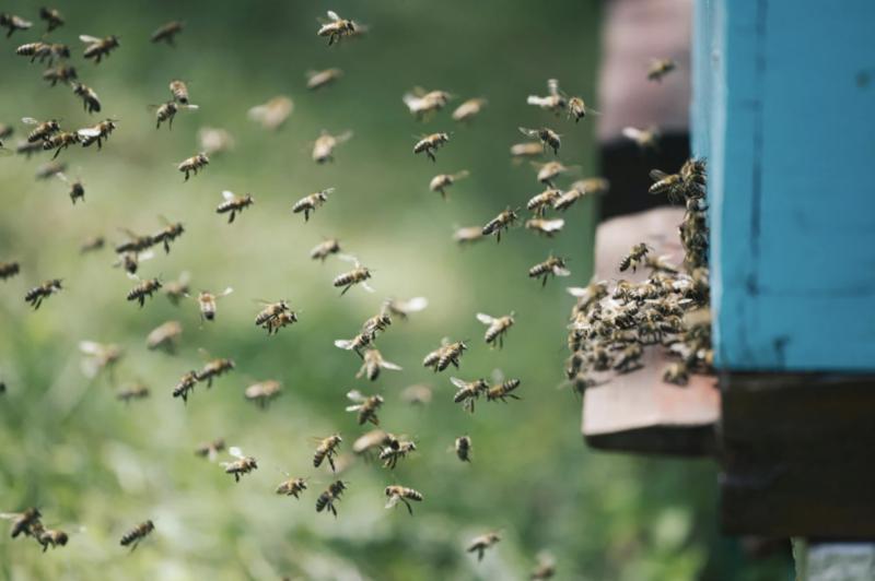 Người phụ nữ bị đàn ong đốt nguy kịch dù nhảy xuống sông- Ảnh 1.