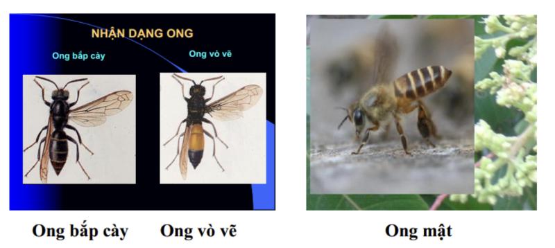 Người phụ nữ bị đàn ong đốt nguy kịch dù nhảy xuống sông- Ảnh 2.