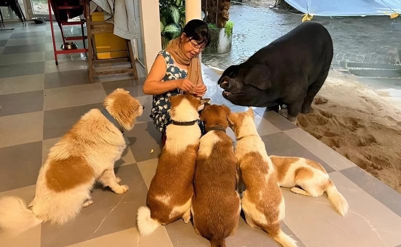Nữ ca sĩ dùng biệt thự 500 m2 nuôi heo, chó, gà, ngỗng, làm cả sinh nhật cho thú cưng: U70 nhiều bệnh- Ảnh 2.