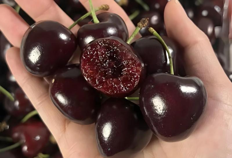 Chọn mua cherry đón Tết 2026: Phương pháp 