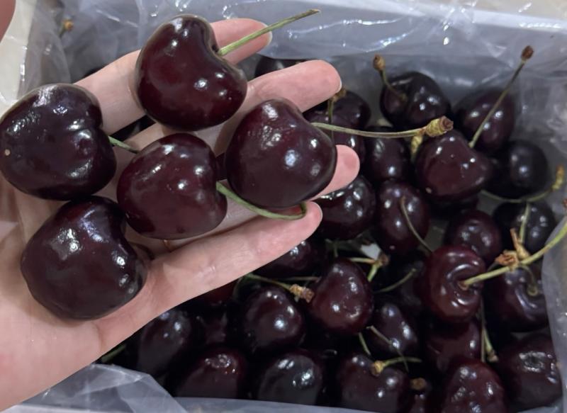 Chọn mua cherry đón Tết 2026: Phương pháp 