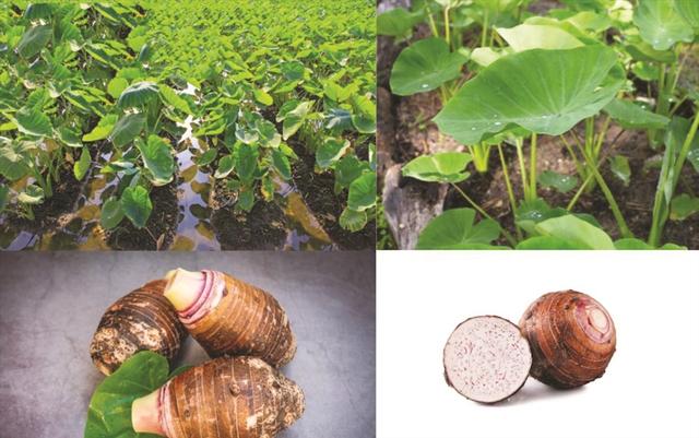 Ít ai ngờ: Món ăn này giàu kali gấp 30 lần nấm hương, ăn cách ngày giúp người trung niên - cao tuổi khỏe chân, bổ gan- Ảnh 3.