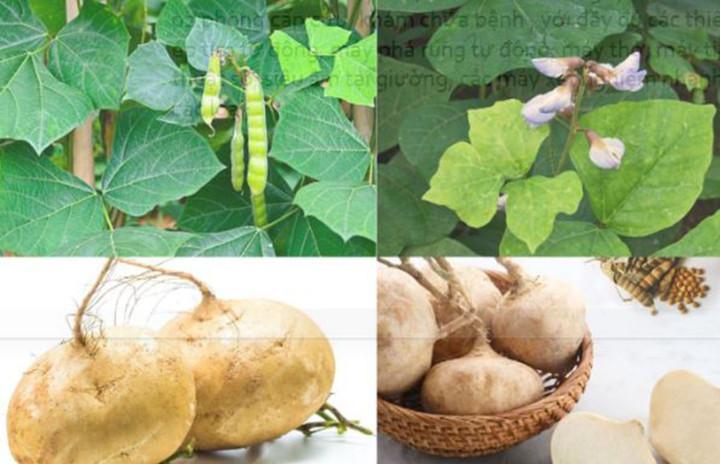 Ít ai biết, củ đậu rất ngon nhưng hạt củ đậu chứa chất độc cực nguy hiểm- Ảnh 1.