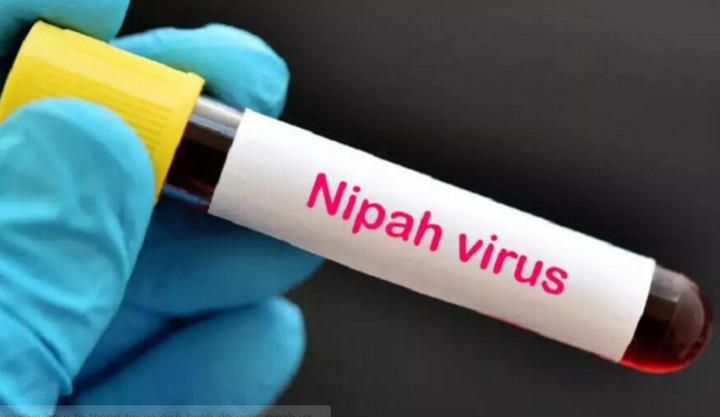 Nguồn gốc Virus Nipah, lây qua đường nào?- Ảnh 1.