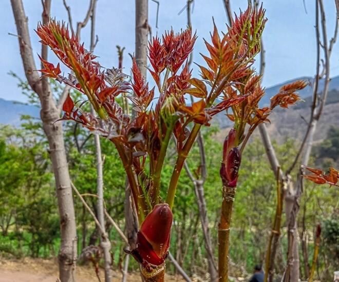 Thứ rau dại ở Việt Nam, Trung Quốc ví là “cao lương mỹ vị số 1 thế giới”: Nấu kiểu này bao nhiêu cũng hết- Ảnh 1.