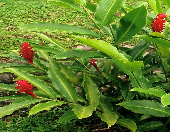 Tìm thấy hoạt chất chống ung thư từ cây mọc dại phổ biến- Ảnh 1.