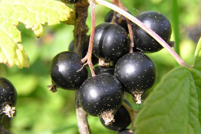 Loại quả nhỏ bé được vinh danh “Hương vị của năm 2026”: Giàu vitamin C vượt trội, tốt cho tim mạch và miễn dịch- Ảnh 3.