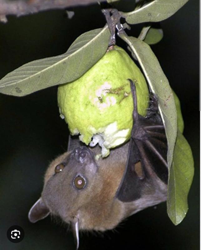 Virus Nipah có thật sự đáng sợ?- Ảnh 1.