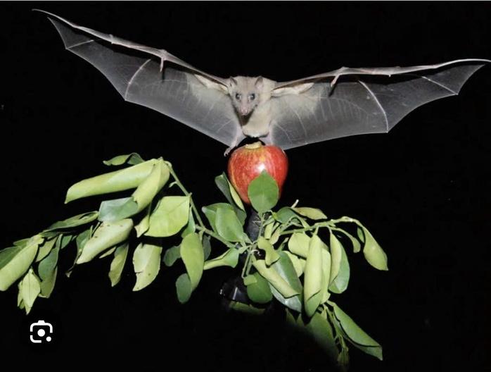 Virus Nipah có thật sự đáng sợ?- Ảnh 2.