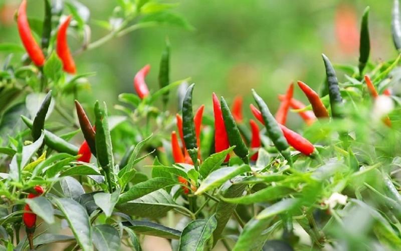 Đừng chỉ ăn quả, lá loại cây này quý như "nhân sâm người nghèo", nhiều người không biết mà ăn- Ảnh 1.
