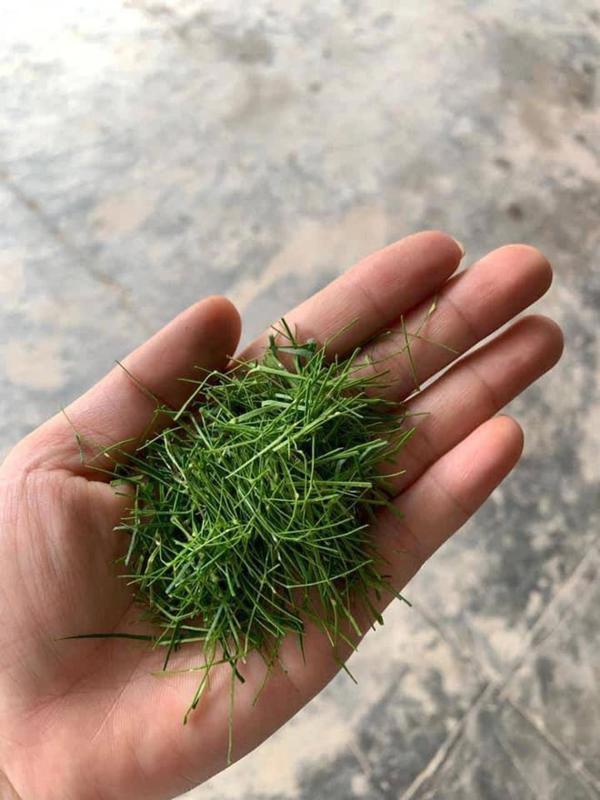 Đừng chỉ ăn quả, lá loại cây này quý như "nhân sâm người nghèo", ở quê rụng đầy gốc- Ảnh 1.