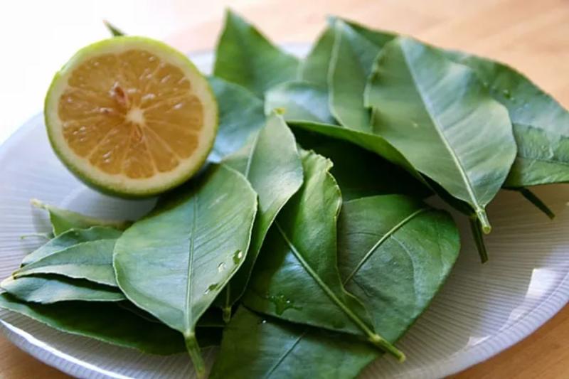 Đừng chỉ ăn quả, lá loại cây này quý như "nhân sâm người nghèo", ở quê rụng đầy gốc- Ảnh 3.