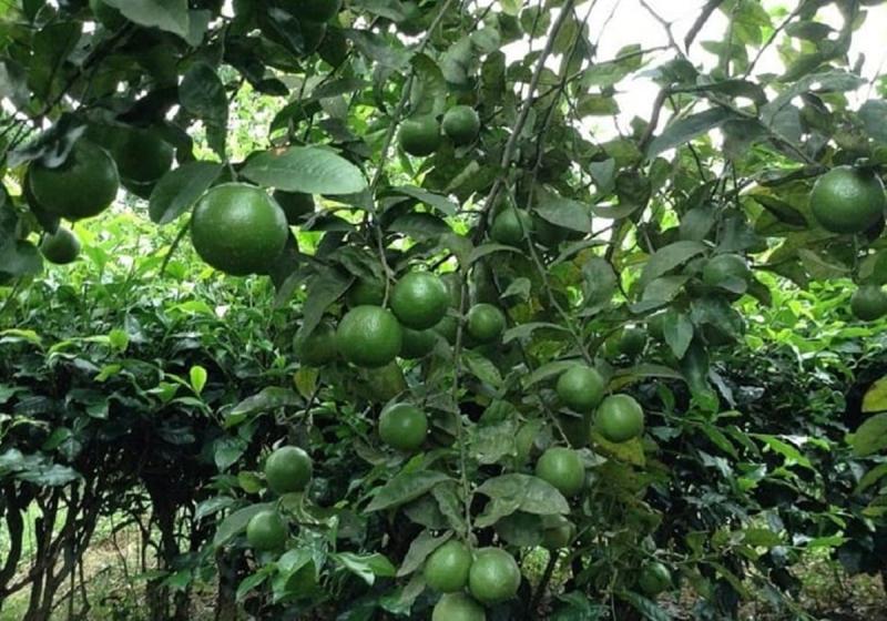 Đừng chỉ ăn quả, lá loại cây này quý như "nhân sâm người nghèo", ở quê rụng đầy gốc- Ảnh 2.