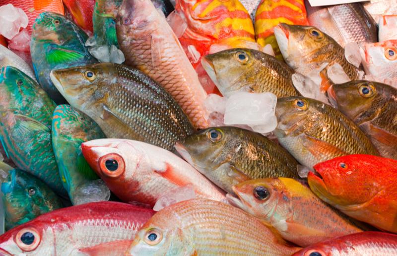 3 bộ phận của cá không nên ăn: Có thứ cực độc nhưng nhiều người tưởng là bổ- Ảnh 1.