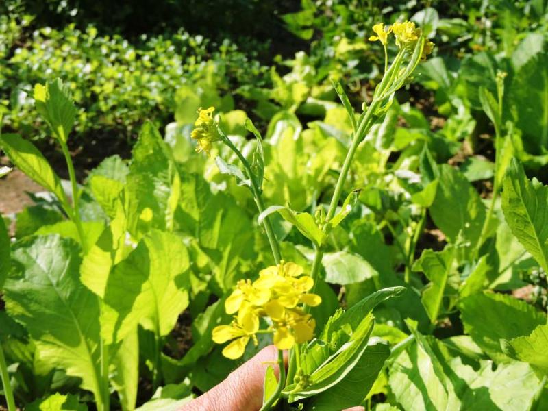 Trời càng lạnh cơ thể càng cần loại rau này: Giúp tăng cường miễn dịch, củng cố xương khớp và giữ đôi mắt luôn khỏe- Ảnh 1.