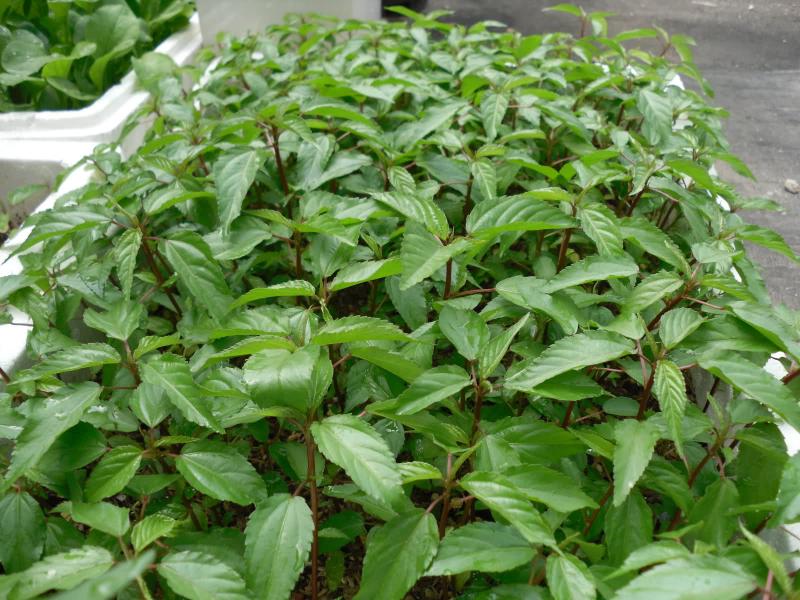Việt Nam có loại rau nhiều sắt hơn thịt bò: Bổ tim, ngừa ung thư nhưng nhiều người chê không ăn- Ảnh 4.