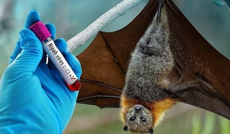 Bộ Y tế hỏa tốc yêu cầu siết chặt phòng, chống dịch virus Nipah- Ảnh 1.